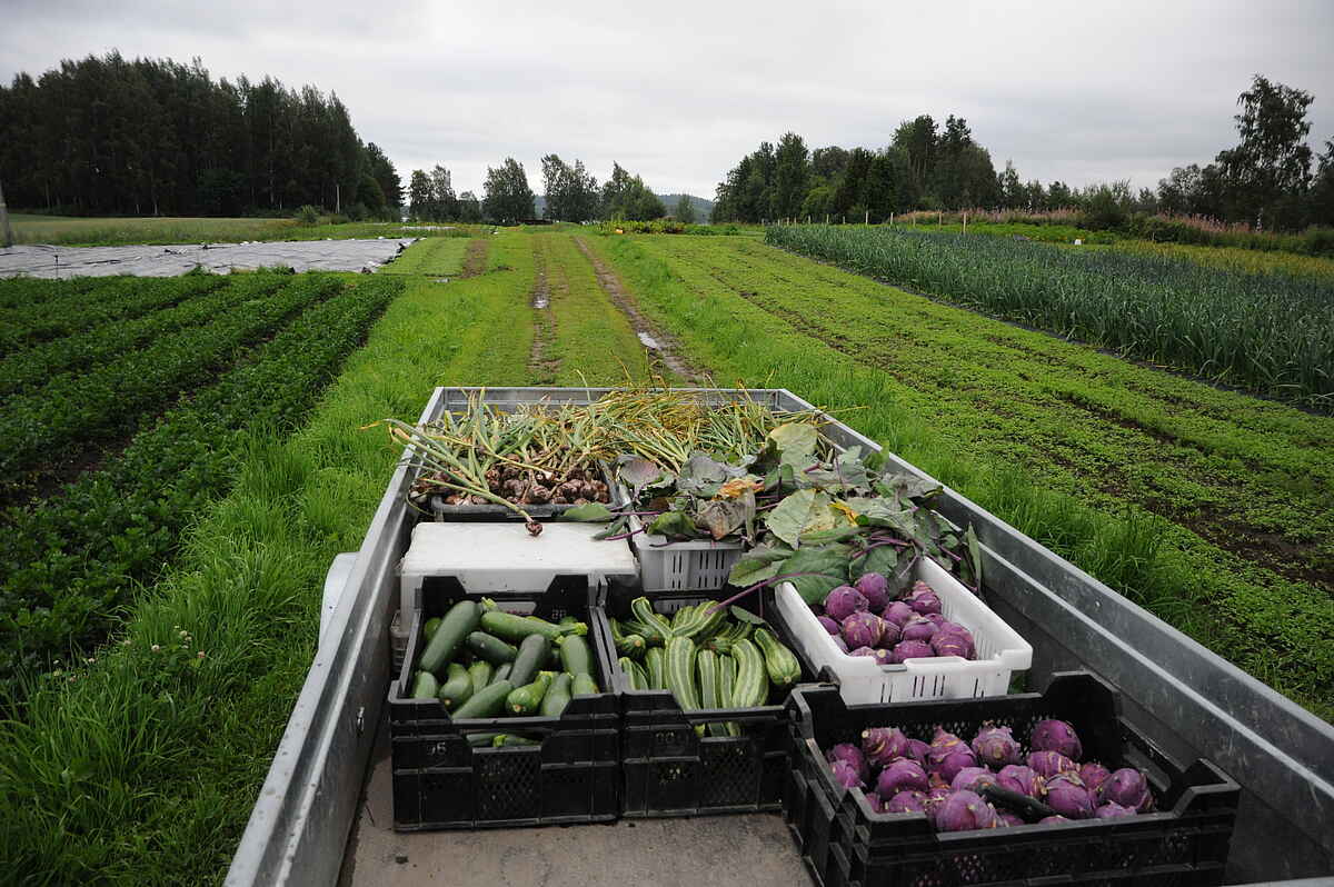 Community Supported Agriculture Rekola in Finland