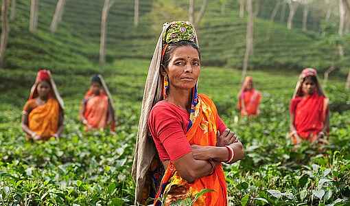 Frauen auf einer Teeplantage in Indien