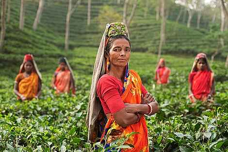 Frauen auf einer Teeplantage in Indien Frauen auf einer Teeplantage in Indien