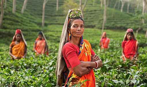 Frauen auf einer Teeplantage in Indien
